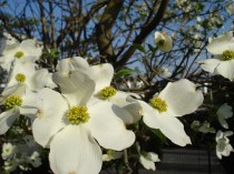 ハナミズキ　白　花