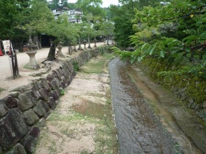 厳島　鹿