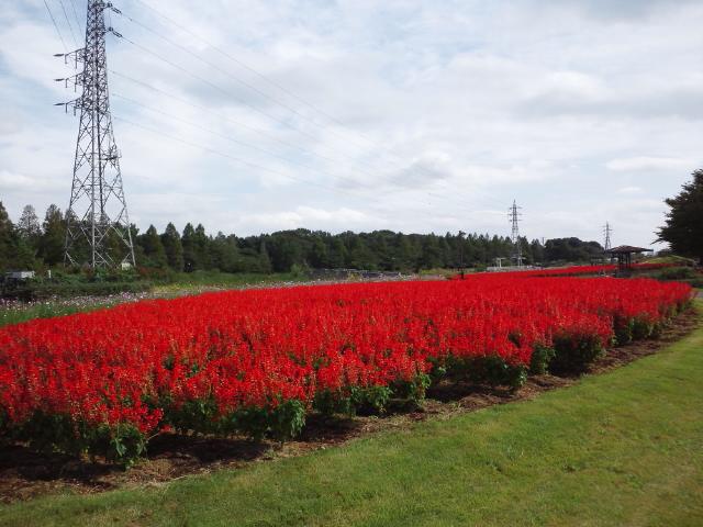 大宮花の丘公園　サルビア