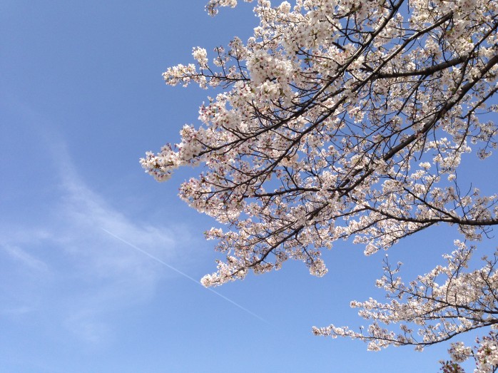 飛行機雲と桜