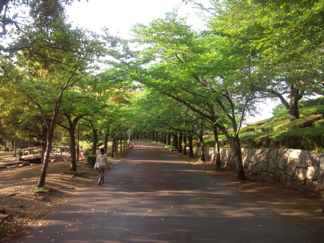 青葉の桜並木