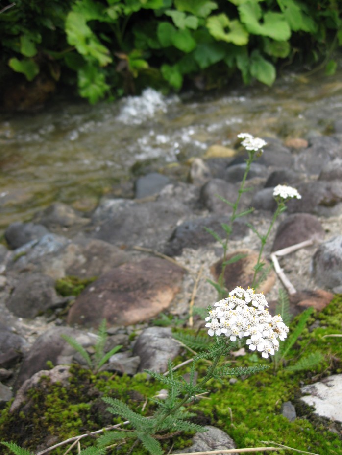 お花