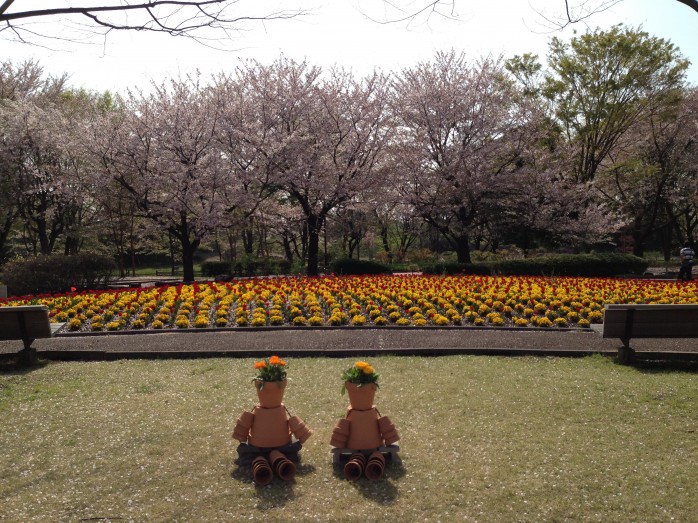 チューリップと桜