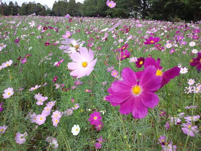 大宮花の丘公園　コスモス